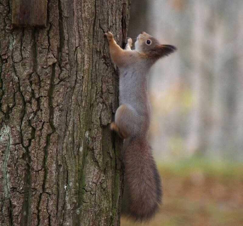 Вот и я нашел ....свою белочку....photo preview