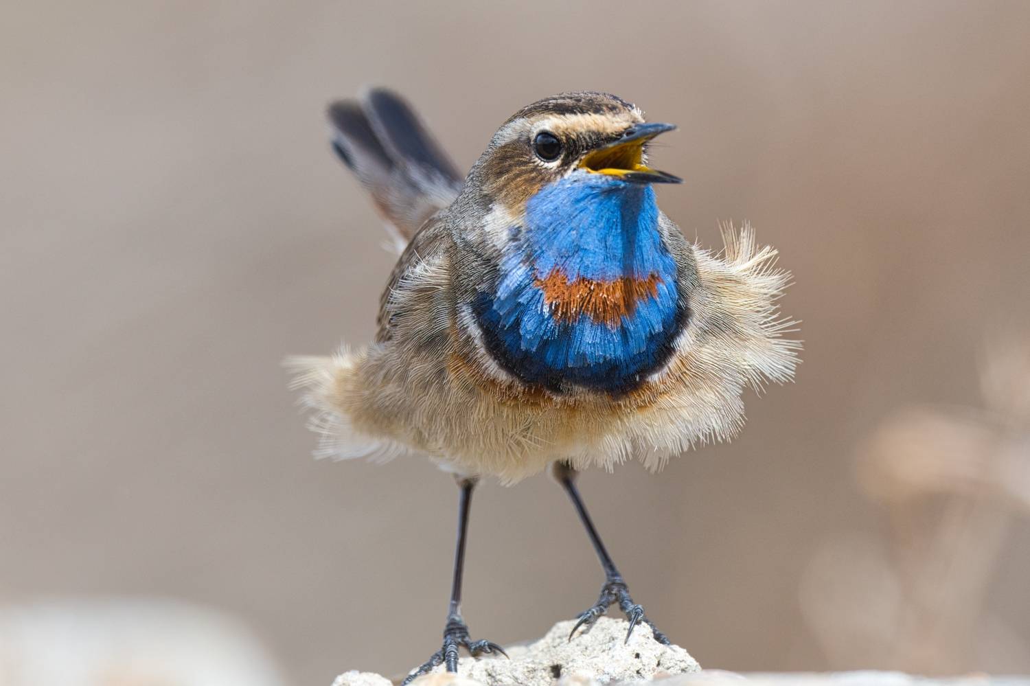 Варакушка. Автор: Большаков Алексей , Большаков Алексей