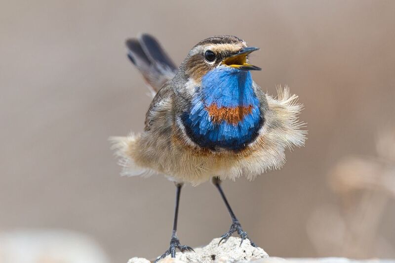 Варакушкаphoto preview