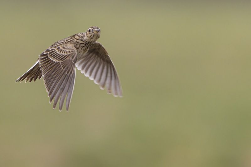 полевой жаворонок, птицы, жаворонок Полевой жаворонокphoto preview