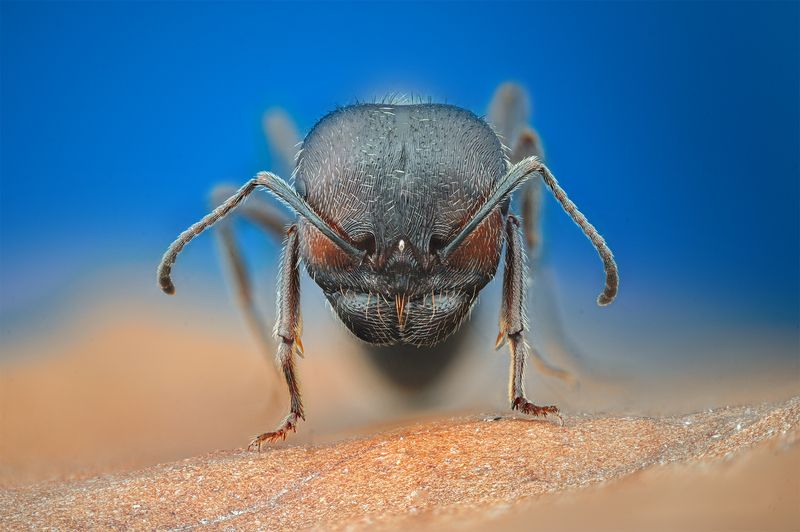 ceclii, macro  фото превью