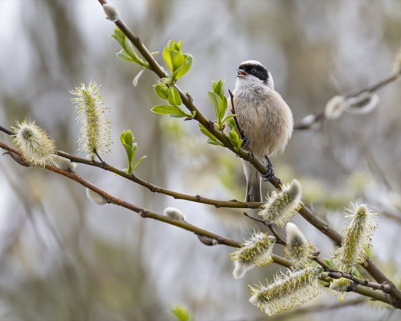 ремез, птицы Ремезphoto preview