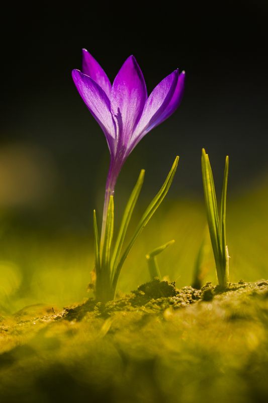 Vertical, Flower, Photography, Nature, Crocus, Purple, Close-up, Plant, Flower Crocus фото превью
