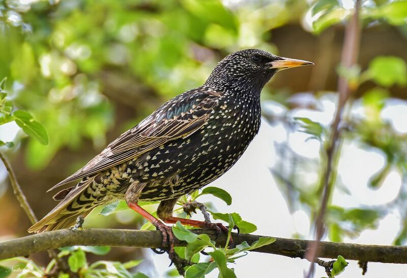 Скворецphoto preview