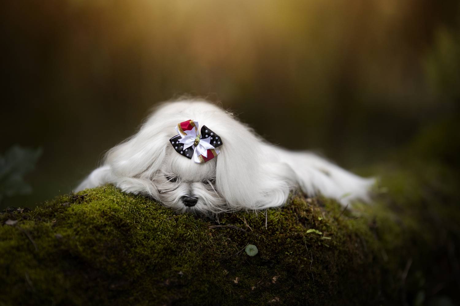 Sleeping Beauty. Автор: Alexandre Marques maltese,maltês,dogs,pets,motion,autum,flowers,natural,light,photography,park,florest,animal,sleeping,pose,portrait,grooming, Alexandre Marques