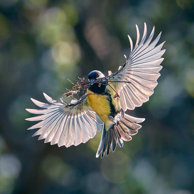 синица строит гнездо в полете носит веточки Дом начинается с веточкиphoto preview