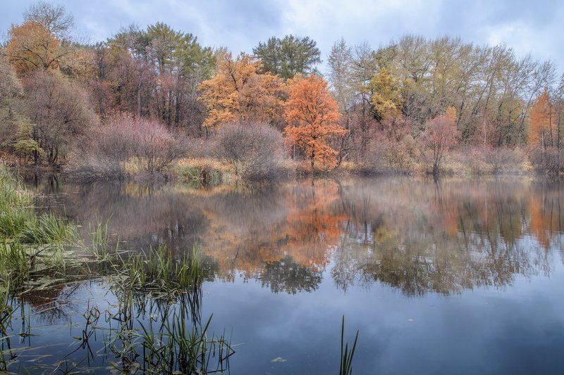 осень, пруд, туман Осенний прудphoto preview