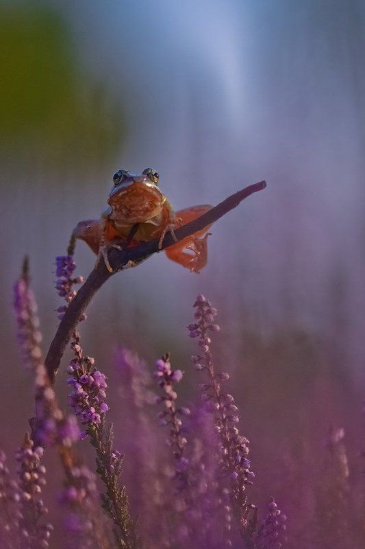 Вереск, Лягушка, Поляна Встреча с фотографомphoto preview