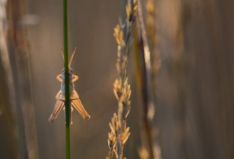 Кузнечик, Насекомое, Травинка Стеснительныйphoto preview