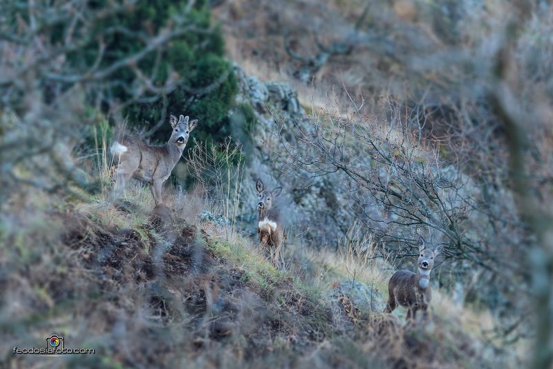 Крым Любопытные мордыphoto preview