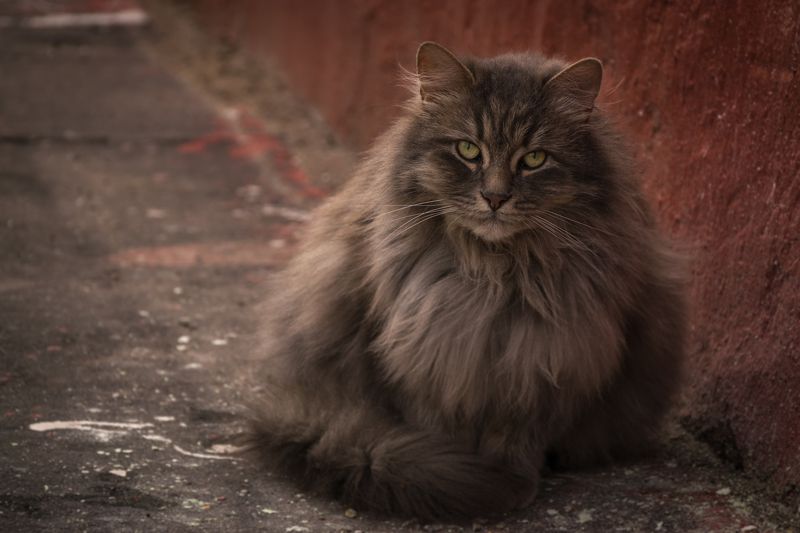 кот, стена, москва Eye of a tigerphoto preview