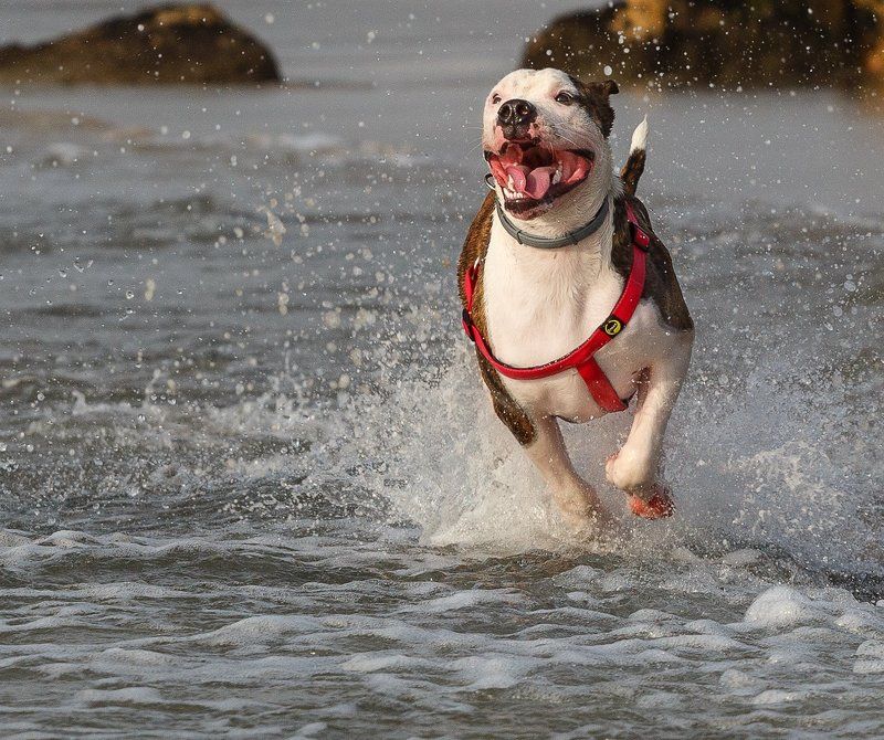 Стремительный!!!photo preview