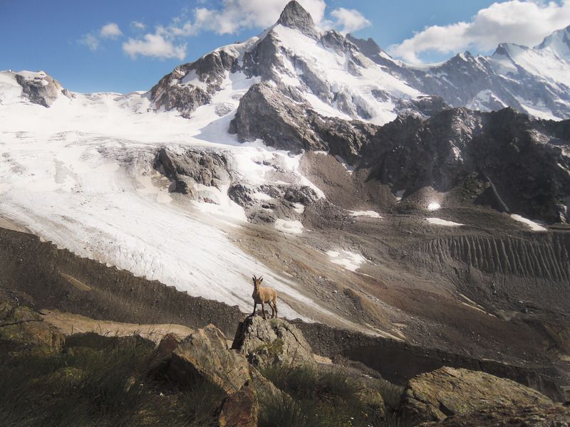 Любопытныйphoto preview