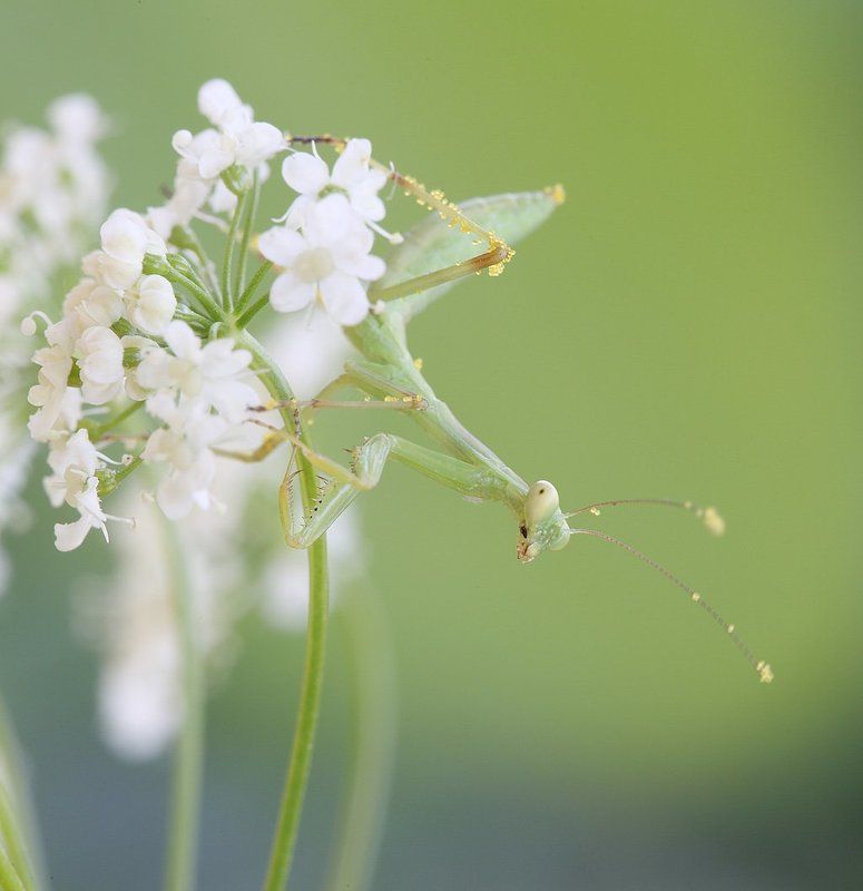 Опылительphoto preview