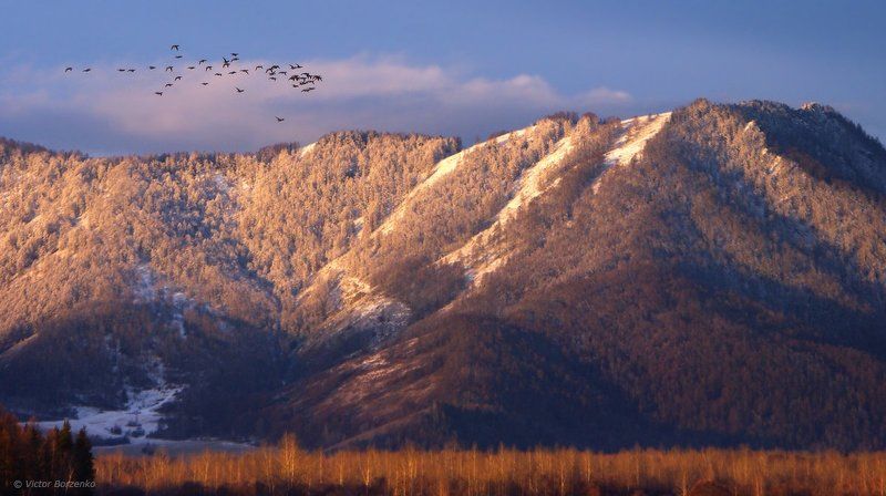 Гусей крикливых караван...photo preview