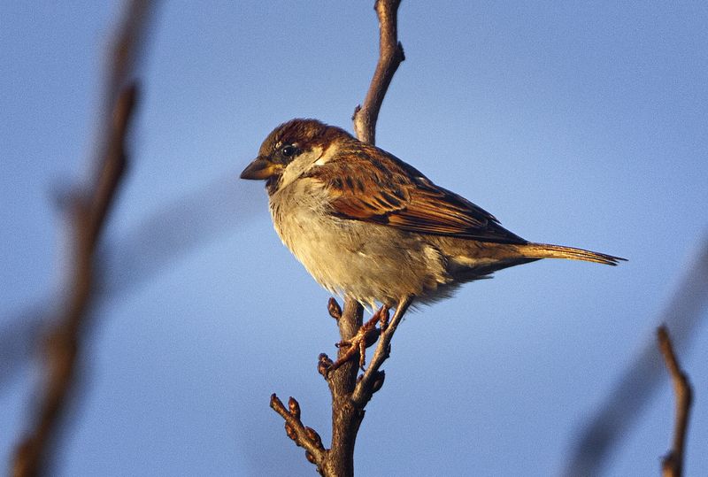 photography,blue,sky,bird,pardal,animal,feather,natural,light,outdoor,morning,sparrow Pardal фото превью