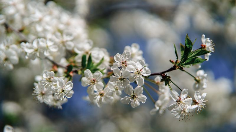 Цветение вишниphoto preview