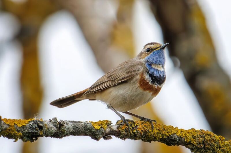 варакуша Варакушаphoto preview