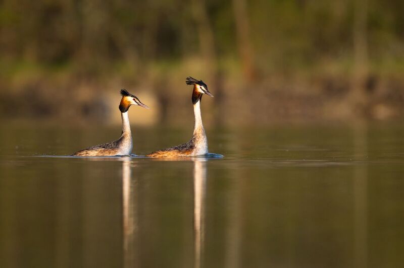 Great Crested Grebephoto preview
