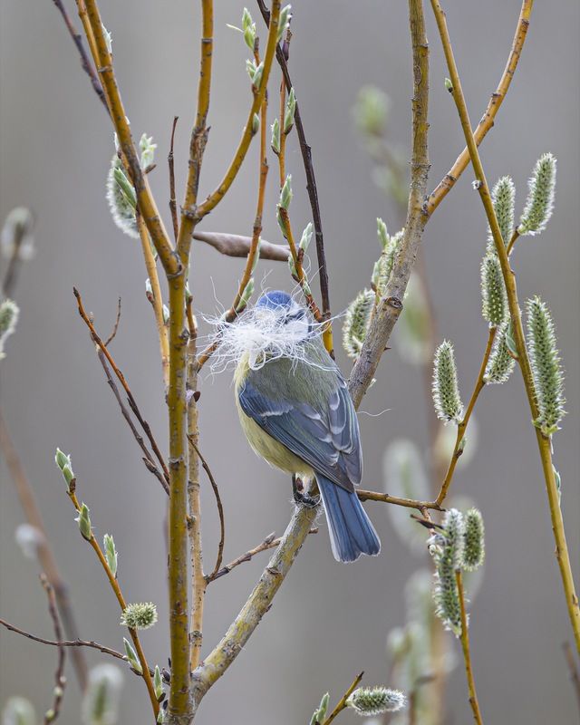 лазоревка, синица, птицы, весна  фото превью