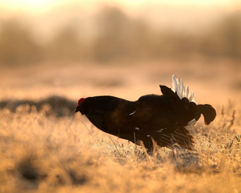 тетерев, ток, токование, птицы, фотоптиц, природа, весна, болото, лес, бердинг, бердвотчинг, фотоохота, birding, black grouse, countership display, birdwatching, wildlife Тетерев на токуphoto preview