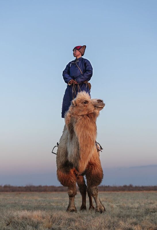 Mongolian camel winter festival Mongolian camel winter festivalphoto preview