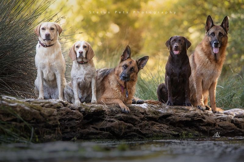 labrador,retriever,dogs,pets,warm,colors,beach,summer,portrait,fun,love,photography,golden,hour,sunset,friendship,water,sand,outdoors,portugal,animal,german,shepherd,beagle,river,morning Sabiscao фото превью