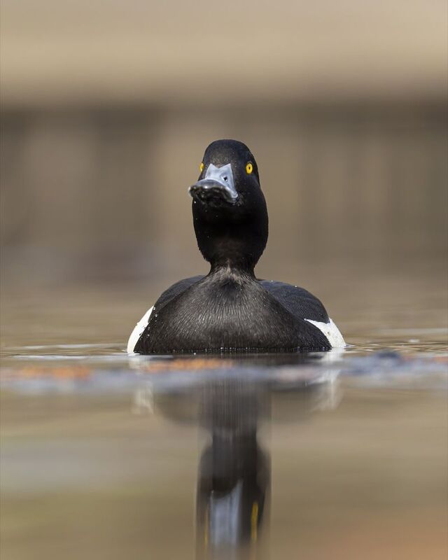 хохлатая чернеть, нырок, птицы Хохлатая чернетьphoto preview