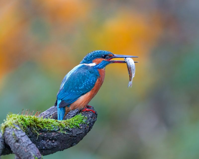 зимородок, птицы, kingfisher, birds Улов.photo preview