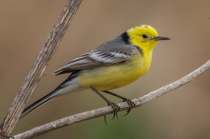 желтоголовая трясогузка Желтоголовая трясогузкаphoto preview