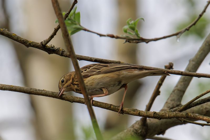 лесной конек Лесной конекphoto preview