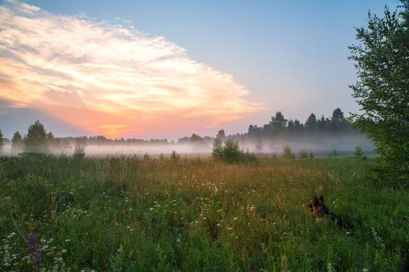 вечер,закат,туман,небо,облака,солнце,свет,краски,собака наблюдательphoto preview