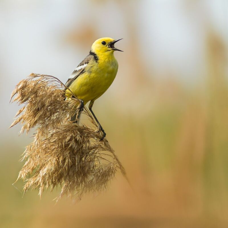 желтоголовая трясогузка Желтоголовая трясогузкаphoto preview