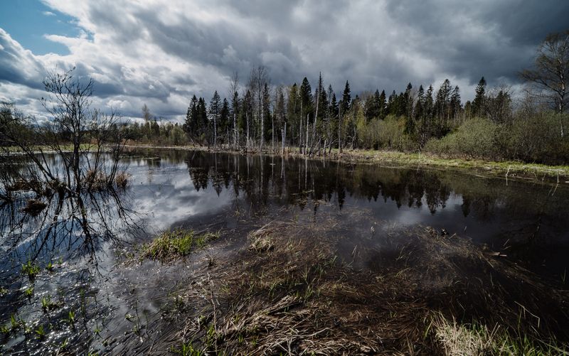 Россия, Новгородская область, район Боровичи, Кончанско-Суворовское Веснаphoto preview