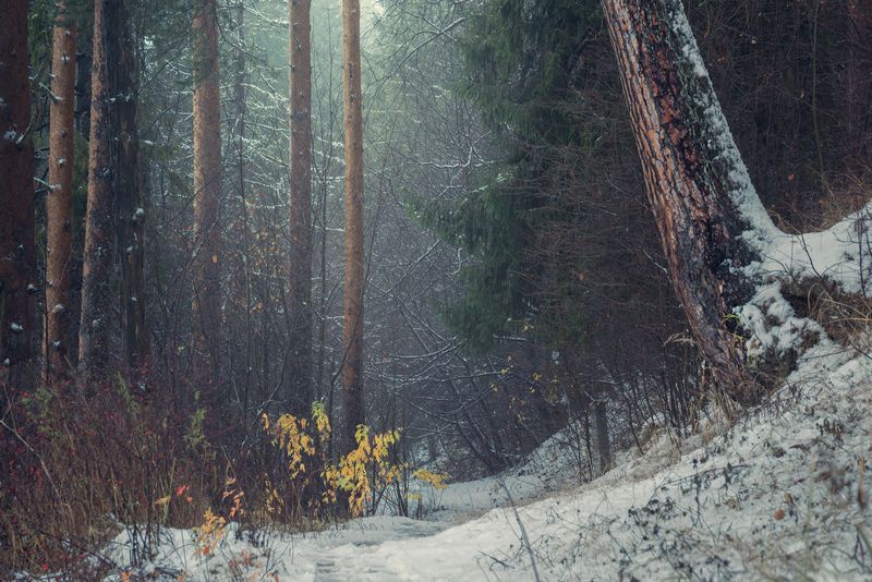 Туманный лес фото превью