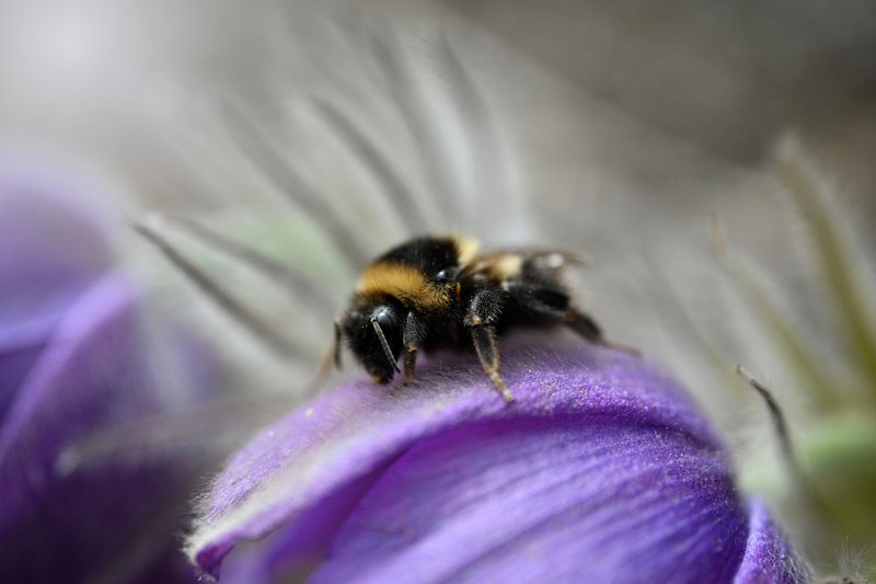 Сонный шмельphoto preview