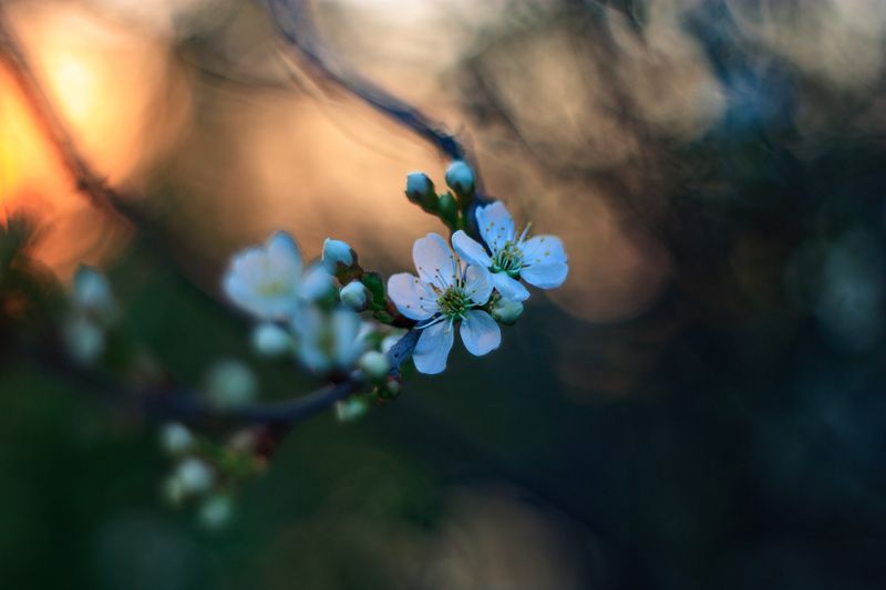 В закатном свете фото превью