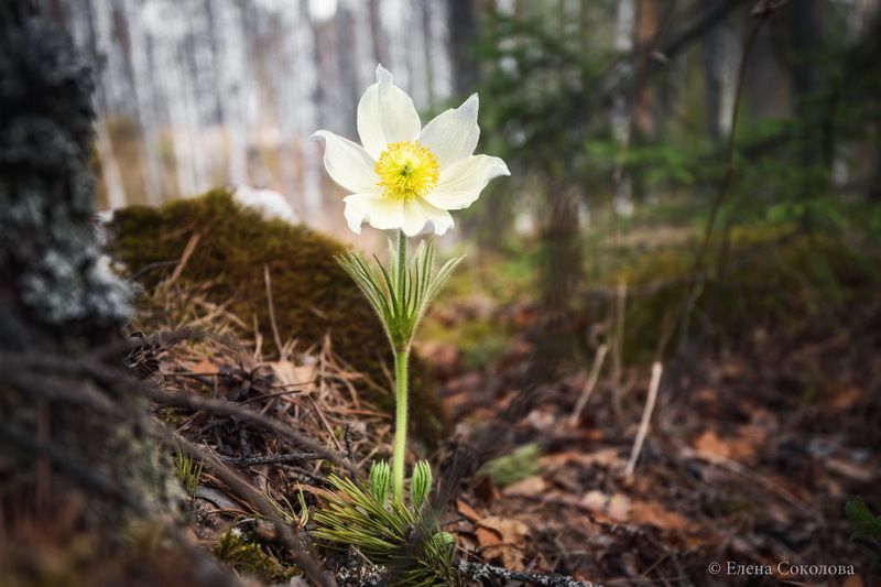прострел, весна, цветы Прострел фото превью