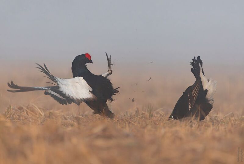 Глубокий нокаут. Тетеревиные истории. Весна 2025 г.photo preview