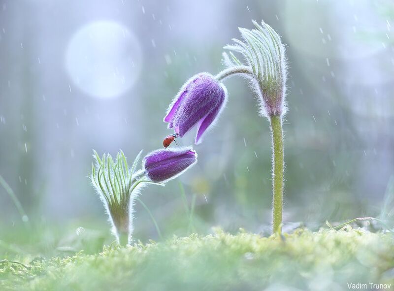 сон-трава Шаг за шагом - и ты на вершине фото превью