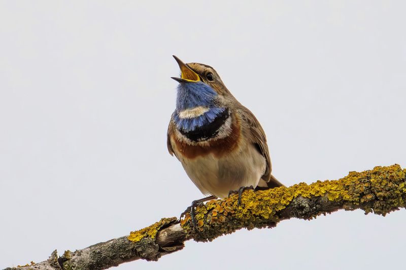 варакуша photo preview