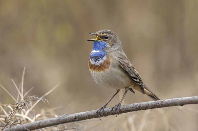 варакушка, птицы Варакушкаphoto preview