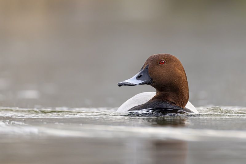 красноголовый нырок, птицы, нырок Красноголовый нырокphoto preview