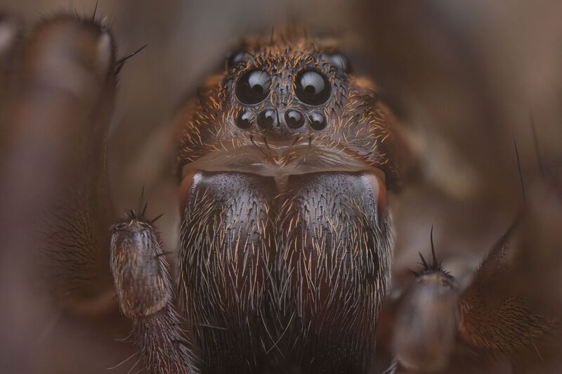 Portrait , spiderphoto preview