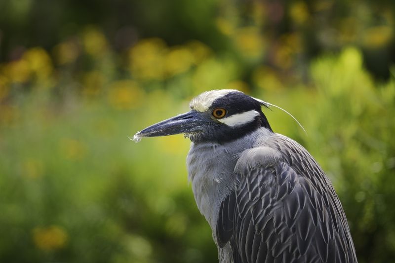 Yellow-crowned Night Heronphoto preview