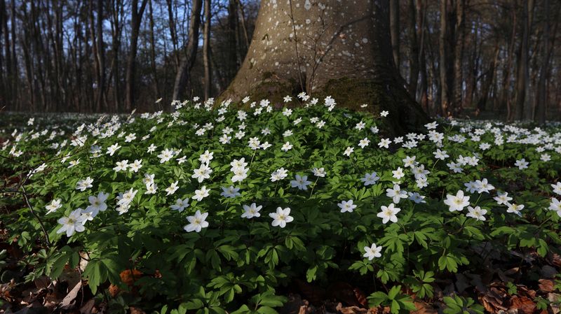 ветреница дубравная, anemone nemorosa, anemonoides nemorosa, первоцветы, весна, цветение, лес Цветёт ковёр ветреницы дубравнойphoto preview