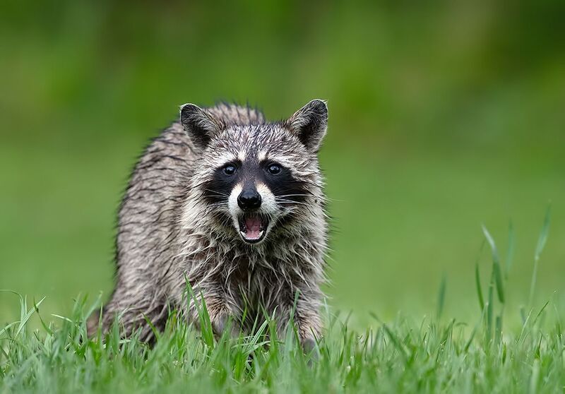 енот обыкновенный, енот-полоскун, raccoon, енот, дикие животные, животные, animals Raccoon -Енот-полоскунphoto preview