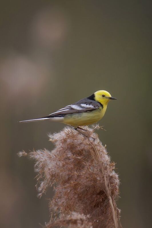 желтоголовая трясогузка Желтоголовая трясогузкаphoto preview
