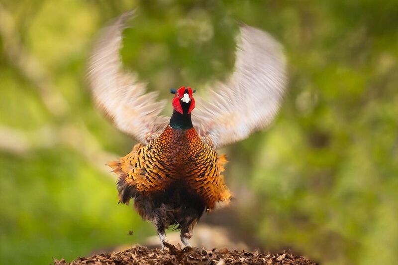 Фазанphoto preview