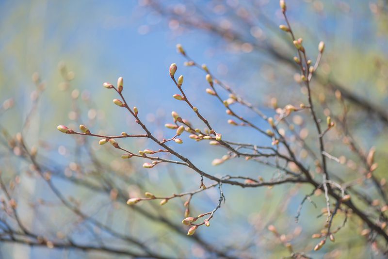 Апрель photo preview